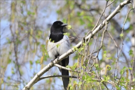 <p>STRAKA OBECNÁ (Pica pica) ---- /Eurasian magpie - Elster/</p>